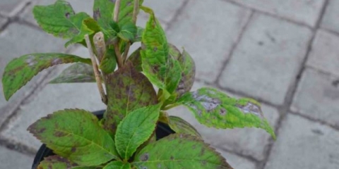 Hortenzija metličasta velika stara: sadnja i njega, obrezivanje, fotografije, recenzije